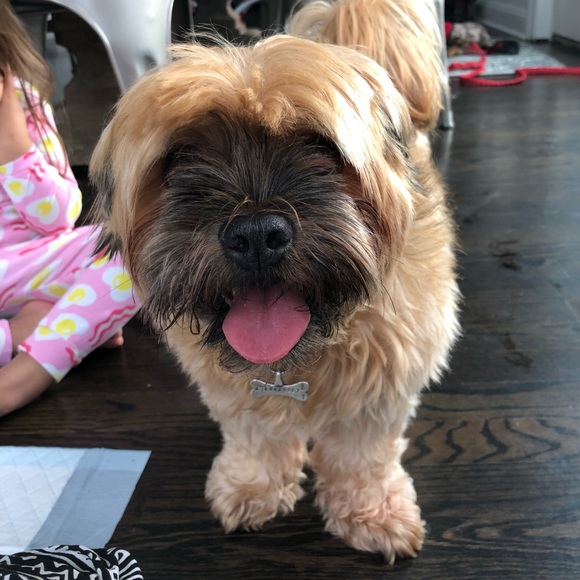 Profile Picture of Christina Apessos (@capes23) on Poshmark