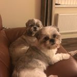 Profile Picture of 🐾George & Baxter 🐾 (@george_baxter_shitzus_) on Instagram