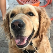 Profile Picture of Amber's Ruff Life (@ambersrufflife9672) on Youtube