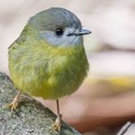 Delia Walker - Instagram Profile Picture of Delia Walker (@wildlife_with_delia) on Instagram