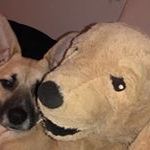 Profile Picture of Bert (@thegoldengossi) on Instagram