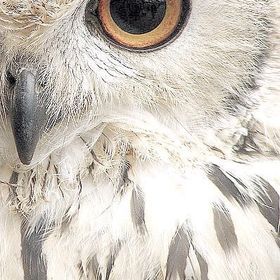 Profile Picture of Amanda Kreller (@mj3442) on Pinterest