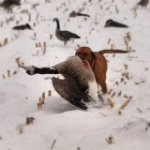 Profile Picture of Jake Paulsen (@sd_waterfowl_hunter) on Instagram