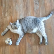 Nick Codalata - Youtube Profile Picture of Nick Codalata (@nickcodalata1363) on Youtube