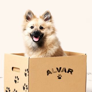Profile Picture of FOOD FOR THE CONSCIOUS PUP. (@alvarpet) on Instagram