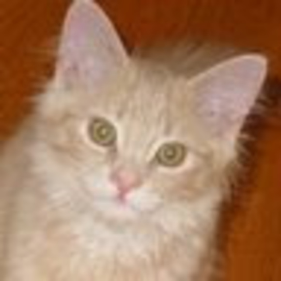 Profile Picture of Tracy Billows (@tbillows) on Poshmark