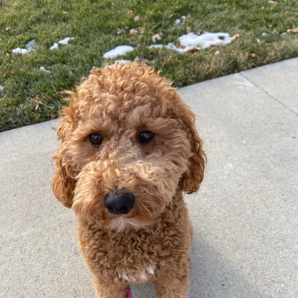 Profile Picture of Kayla Riniker (@briniker3) on Poshmark