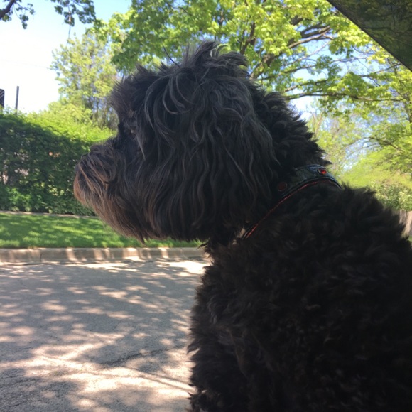 Profile Picture of Yesenia Ayala (@yesichic) on Poshmark