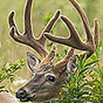 Profile Picture of David Mayes (@dwmayes40) on Flickr