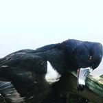 Profile Picture of Gareth McCulloch (@mccullochgareth) on Instagram