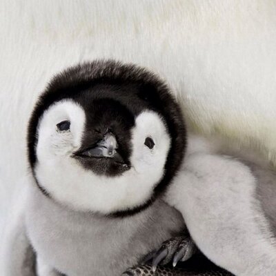 Profile Picture of Alice Lander (@alice_lander) on Twitter