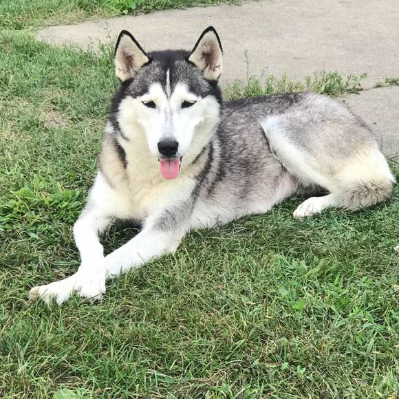 Profile Picture of Steve Nobles (@snobles1) on Poshmark