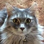 Profile Picture of Royce McCrary (@royce_mccrary) on Instagram