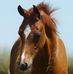 Profile Picture of Farag Arabians (@stephanie.weirich.79) on Facebook