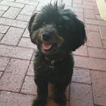 Profile Picture of ted watson (@tedthepoochie) on Instagram