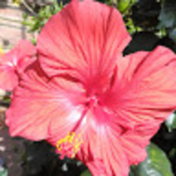 Profile Picture of Dakota Bonaccorsi (@d_bonaccorsi) on Poshmark