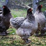 Profile Picture of Gallinas Brahman Costa Rica (@gallinas.brahman.costa.rica) on Instagram