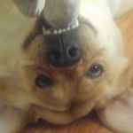 Profile Picture of Harold Mee (@chicken__in__your__mouth__60__) on Instagram