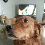 Profile Picture of Abbey & Piper (@abigailandpiper) on Instagram