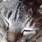 Profile Picture of Heather omara (@lizard131326) on Instagram