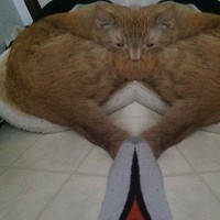 Profile Picture of Milo Hemphill (@milo-hemphill) on Quora