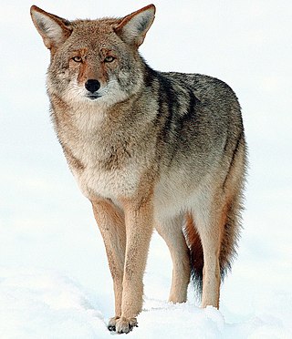 Profile Picture of Coyoteon Wikipedia