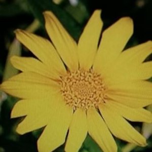 Profile Picture of MICHAEL CHIA (@michaelchia1489) on Twitter