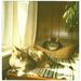 Profile Picture of Jolene Shafer (@purrsonally) on Pinterest
