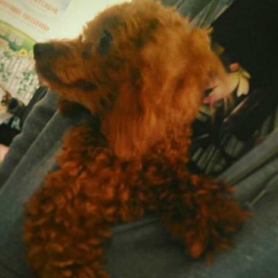 Profile Picture of Vincent Fu (@Vincentfu07) on Twitter