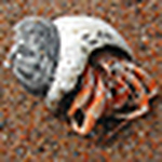 Profile Picture of Peter Kooz (@sun_kooz) on Flickr