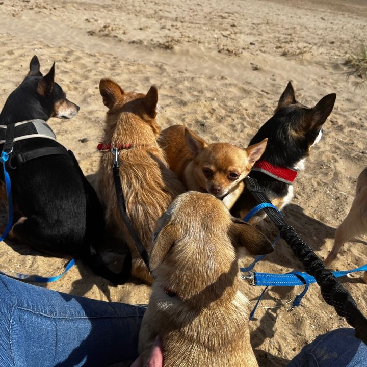 Profile Picture of Ginger Jackson’s (@gingerjacksons) on Tiktok