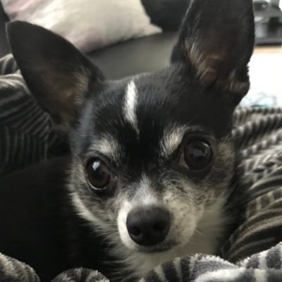 Profile Picture of Isabelle Rousseau (@Isabell73377201) on Twitter