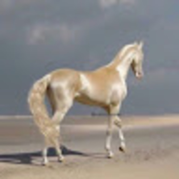 Mergen Balayev - Poshmark Profile Picture of Mergen Balayev (@mergenbalayev) on Poshmark