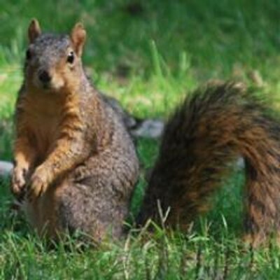 Profile Picture of Ben Allaire (@longboardben979) on Twitter