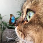 Profile Picture of Iris Kirsch (@iris_kirsch) on Instagram
