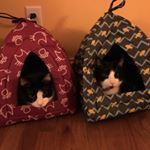 Profile Picture of Seth And Leah (@frantzon_felines) on Instagram