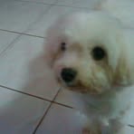 Profile Picture of Jinny Chow (@tommy.chow.77) on Facebook