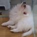 Profile Picture of Meng Simon (@mengsimon) on Pinterest