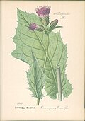Profile Picture of Cirsium greimlerion Wikipedia