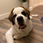 Profile Picture of Bonnie (@bonnie_the_saint_bernard) on Instagram