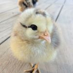 Profile Picture of Beth Sturm (@bsturm_ict) on Instagram