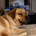Profile Picture of Gibson Bloye (@our_boy_gibson) on Instagram