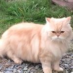 Graciela Volpe - Instagram Profile Picture of Graciela Volpe (@grace_belu) on Instagram