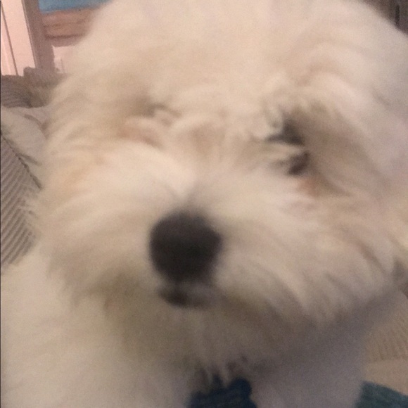 Profile Picture of Stacy Collister (@sacoll) on Poshmark