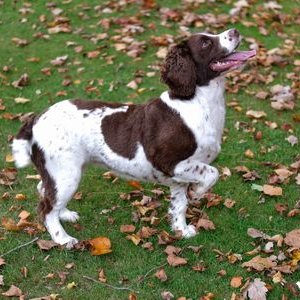 Profile Picture of Springer Stephen Spaniel (@SpanielStephen) on Twitter