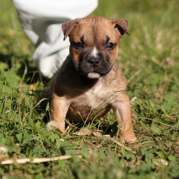 Profile Picture of Anthony Cancelleri (@acancelleri) on Poshmark