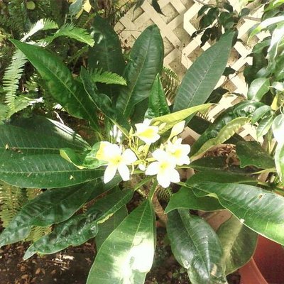 Profile Picture of Janice Chaney (@IMBLESSEDNANA) on Twitter