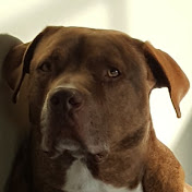 Profile Picture of Seth Harvey (@sethharvey6168) on Youtube