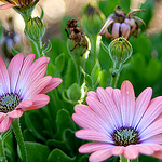 Profile Picture of Albert Hernandez (@Albie_<3s_Dase) on Flickr