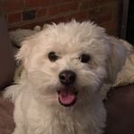 Profile Picture of Whitney Kemerling (@whitneyannekem) on Instagram